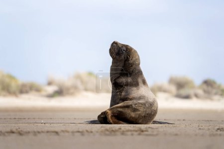 Foto de La foca de piel está en la playa. Foca de piel sudamericana en Argentina. Varón de arctocephalus australis durante el día. - Imagen libre de derechos
