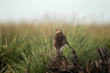 Photo for Buzzard is sitting on the meadow. Swainson hawk in argentina nature. Brown bird predator in the grassland. - Royalty Free Image