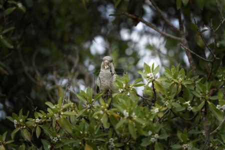 Los periquitos monjes se alimentan del árbol. Myiopsitta monachus está sentado en el jardín. Loro verde con vientre blanco en Argentina.