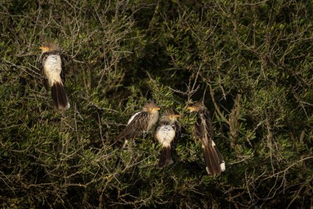 Téléchargez les photos : Guira cuckoos sont assis sur la branche près de la côte atlantique. Guira guira en Argentine. Coucou dans le parc près de San Clemente - en image libre de droit