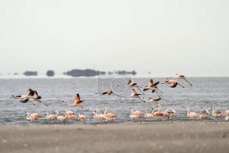 Téléchargez les photos : Des flamants chiliens volent autour de la côte argentine. Troupeau de flamants roses près de l'océan. Oiseau rose à long cou. - en image libre de droit