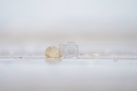 Photo for Eggs of giant gastropod on the beach in Argentina coast. Eggs with small snails inside. Abstract object on the beach. - Royalty Free Image