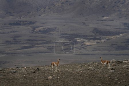 Foto de Manada de llama de guanaco en Patagonia. Vastas tierras en Argentina. Llamas en Argentina. - Imagen libre de derechos