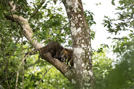 Foto de El coati americano se está alimentando en el bosque. Coatis está buscando comida en el Parque Nacional Iguazú Falls. Mamíferos con hocico largo y colas en el bosque. - Imagen libre de derechos