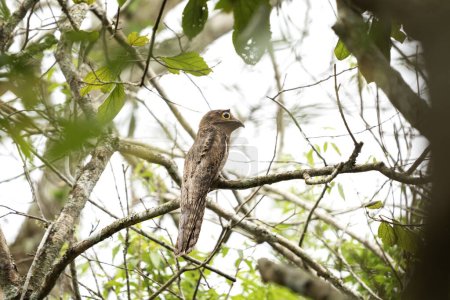 Photo for Rare common potoo in the forest. Long tailed potoo in national park Iguazu falls. - Royalty Free Image