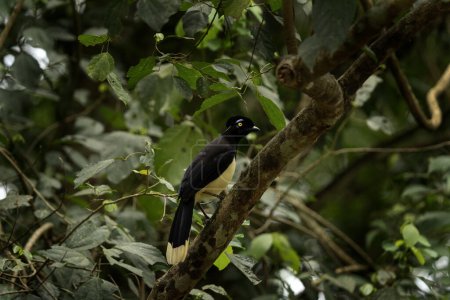 Téléchargez les photos : Geai peluche à crête est assis sur la branche dans le parc national Iguazu Falls. Jay dans la forêt tropicale. Oiseau noir avec ventre blanc et tache bleue sur la tête. - en image libre de droit