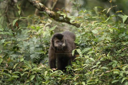 Foto de Mono capuchino negro en Iguazú cae parque nacional. Sapajus nigritus en la selva tropical. Pequeños monos negros trepan por el bosque argentino. - Imagen libre de derechos