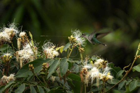 Téléchargez les photos : L'émeraude polychrome puise son nectar dans la fleur. Chrysuronia versicolor dans le parc national Iguazu tombe. Colibri dans la forêt se nourrit de la floraison. - en image libre de droit