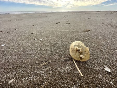 Foto de Huevos de gasterópodo gigante en la playa de la costa argentina. Huevos con pequeños caracoles dentro. Objeto abstracto en la playa. - Imagen libre de derechos
