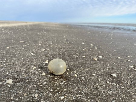 Téléchargez les photos : Œufs de gastéropodes géants sur la plage de la côte argentine. Œufs avec de petits escargots à l'intérieur. Objet abstrait sur la plage. - en image libre de droit