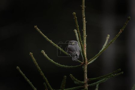 Foto de Búho pigmeo está sentado en la rama durante la caza. Búho en el bosque de otoño. La naturaleza en Europa. - Imagen libre de derechos