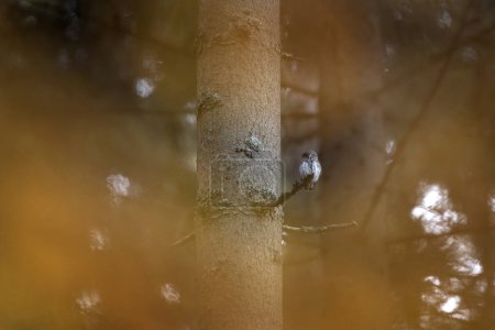 Foto de Búho pigmeo está sentado en la rama durante la caza. Búho en el bosque de otoño. La naturaleza en Europa. - Imagen libre de derechos