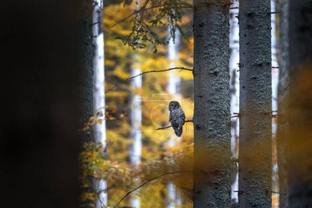Foto de El búho ural raro está sentado en la rama durante la caza. Búho en el bosque de otoño. La naturaleza en Europa. - Imagen libre de derechos