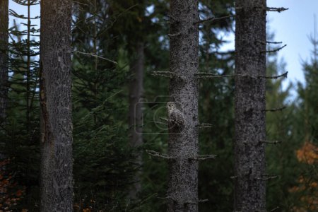 Photo for Rare ural owl is sitting on the branch during hunt. Owl in autumn forest. Nature in Europe. - Royalty Free Image