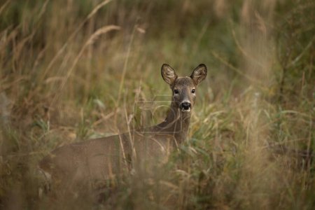 Photo for Roe deer looking towards to me. Nature in Europe. Deer without antlers. - Royalty Free Image