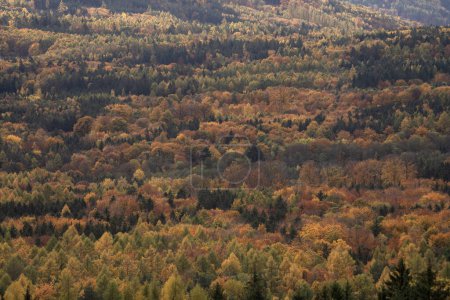 Foto de Bosque durante la temporada de otoño. La naturaleza en Europa. Naturaleza colorida durante el otoño - Imagen libre de derechos