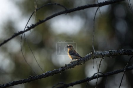 Photo for Red crossbill is sitting on the branch. Small bird with curved beak. Nature in Europe. - Royalty Free Image