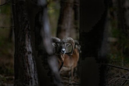 Téléchargez les photos : Mouflon pendant les ornières. Troupeau de mouflons dans la forêt. moutons bruns avec cornes courbées. - en image libre de droit