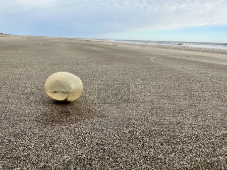 Foto de Huevos de gasterópodo gigante en la playa de la costa argentina. Huevos con pequeños caracoles dentro. Objeto abstracto en la playa. - Imagen libre de derechos