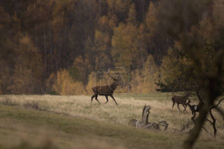 Foto de Ciervo rojo durante el tiempo de fricción. Varón de ciervo en el prado. Manada de ciervos en las montañas. - Imagen libre de derechos