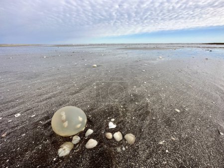 Téléchargez les photos : Œufs de gastéropodes géants sur la plage de la côte argentine. Œufs avec de petits escargots à l'intérieur. Objet abstrait sur la plage. - en image libre de droit