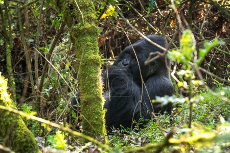 Foto de Gorilas de montaña en el parque nacional de Mgahinga. Los gorilas raros se esconden en el bosque. Safari de gorilas en Uganda. - Imagen libre de derechos