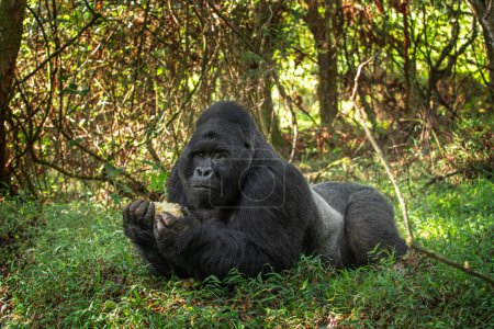 Foto de Gorilas de montaña en el parque nacional de Mgahinga. Los gorilas raros se esconden en el bosque. Safari de gorilas en Uganda. - Imagen libre de derechos