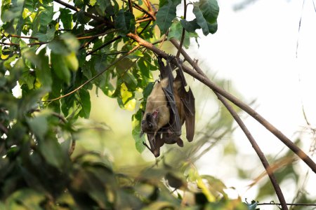 Straw coloured fruit bat on tree in Uganda. Colony of bats during day. Group of flying fox on the tree.