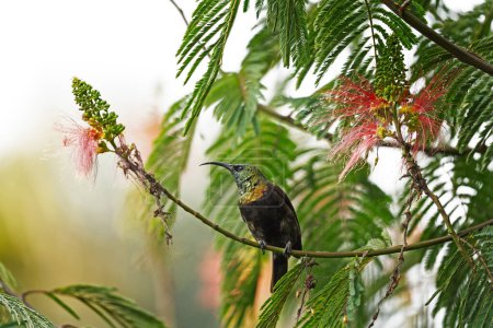 Téléchargez les photos : Bronzy Sunbird est à la recherche de fleurs. Tournesol près de la fleur dans le jardin. Petit oiseau avec long bec et couleur vert brillant. - en image libre de droit