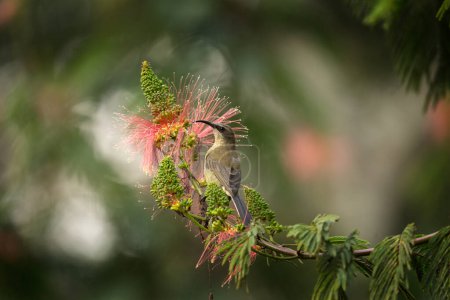 Foto de Bronzy sunbird está buscando flores. Sunbird cerca de la flor en el jardín. Pájaro pequeño con pico largo y color verde brillante. - Imagen libre de derechos