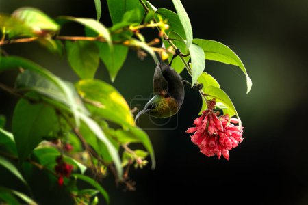 Téléchargez les photos : Bronzy Sunbird est à la recherche de fleurs. Tournesol près de la fleur dans le jardin. Petit oiseau avec long bec et couleur vert brillant. - en image libre de droit