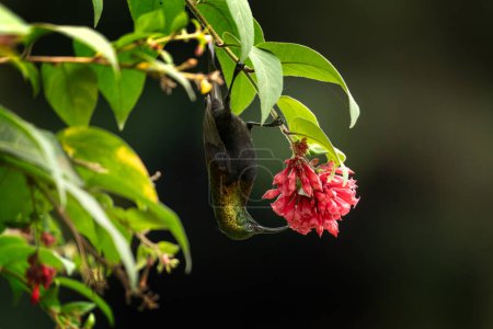 Foto de Bronzy sunbird está buscando flores. Sunbird cerca de la flor en el jardín. Pájaro pequeño con pico largo y color verde brillante. - Imagen libre de derechos