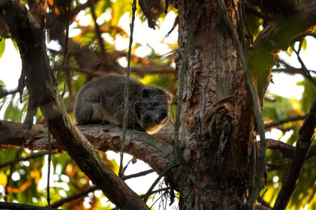 Téléchargez les photos : L'hyrax occidental se cache sur l'arbre dans le parc national de Mgahinga. Hyrax sur l'arbre en Ouganda. - en image libre de droit