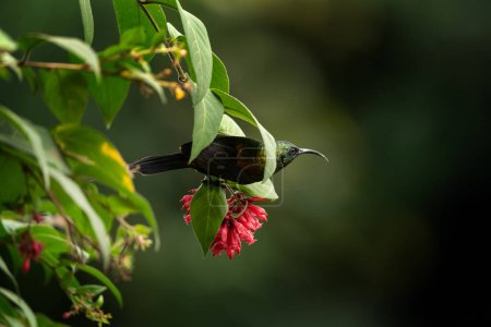 Bronzy sunbird is looking for blooms. Sunbird near the flower in the garden. Small bird with long beak and shiny green color.