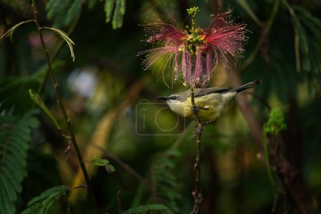 Photo for Bronzy sunbird is looking for blooms. Sunbird near the flower in the garden. Small bird with long beak and shiny green color. - Royalty Free Image