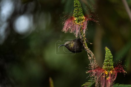 Photo for Bronzy sunbird is looking for blooms. Sunbird near the flower in the garden. Small bird with long beak and shiny green color. - Royalty Free Image