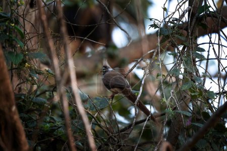 Photo for Speckled mousebird is sitting on the branch. Colius striatus in the bushes. Gray bird with punk crest - Royalty Free Image