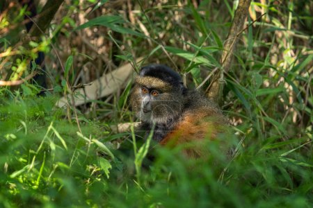 Foto de Mono dorado en el Parque Nacional Mgahinga. Cercopithecus mitis kandti está comiendo en la selva tropical. Safari africano. Primado raro con dorada espalda. - Imagen libre de derechos