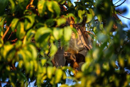Téléchargez les photos : Batte fruitière colorée à la paille sur arbre en Ouganda. Colonie de chauves-souris pendant la journée. Groupe de renards volants sur l'arbre. - en image libre de droit