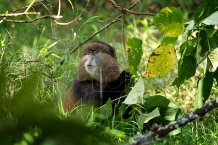 Golden monkey in Mgahinga National Park. Cercopithecus mitis kandti is eating in rainforest. African safari. Rare primate with golden back. 