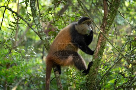 Mono dorado en el Parque Nacional Mgahinga. Cercopithecus mitis kandti está comiendo en la selva tropical. Safari africano. Primado raro con dorada espalda. 