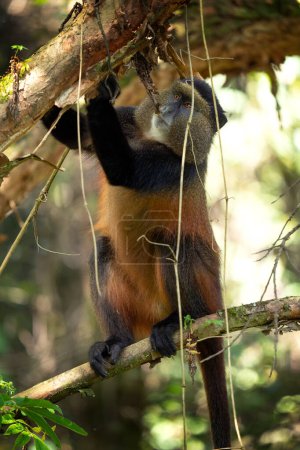 Goldaffen im Mgahinga Nationalpark. Cercopithecus mitis kandti frisst im Regenwald. Afrikanische Safari. Seltener Primat mit goldenem Rücken. 