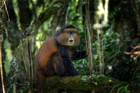 Photo for Golden monkey in Mgahinga National Park. Cercopithecus mitis kandti is eating in rainforest. African safari. Rare primate with golden back. - Royalty Free Image
