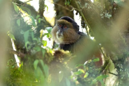 Singe doré dans le parc national de Mgahinga. Cercopithecus mitis kandti mange dans la forêt tropicale. Safari africain. Rare primate avec dos doré. 
