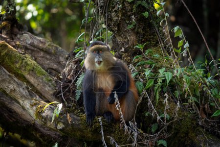 Téléchargez les photos : Singe doré dans le parc national de Mgahinga. Cercopithecus mitis kandti mange dans la forêt tropicale. Safari africain. Rare primate avec dos doré. - en image libre de droit