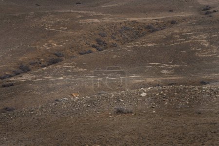 Téléchargez les photos : Guanaco dans le parc national Los Glaciares. Troupeau de lamas sur la prairie en Argentine. - en image libre de droit