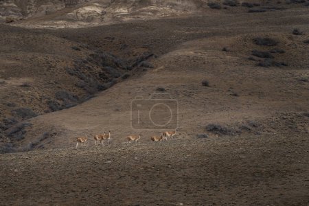 Photo for Guanaco in National park Los Glaciares. Herd of llamas on the meadow in Argentina. - Royalty Free Image