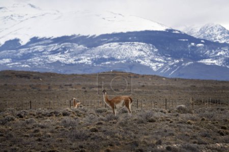 Photo for Guanaco in National park Los Glaciares. Herd of llamas on the meadow in Argentina. - Royalty Free Image