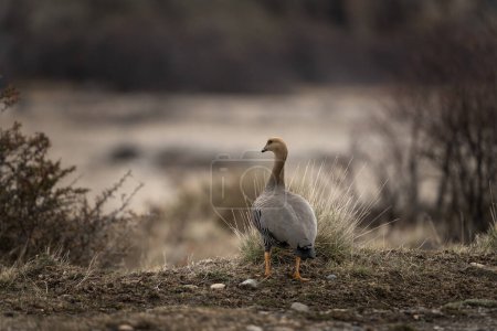 Photo for Upland goose is looking on the meadow in Patagonia. Magellan goose during winter among grass. - Royalty Free Image