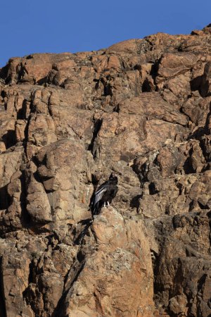 Foto de Cóndor andino en Patagonia Y. El ave voladora más grande de Argentina. Una de las aves más raras de Sudamérica. - Imagen libre de derechos